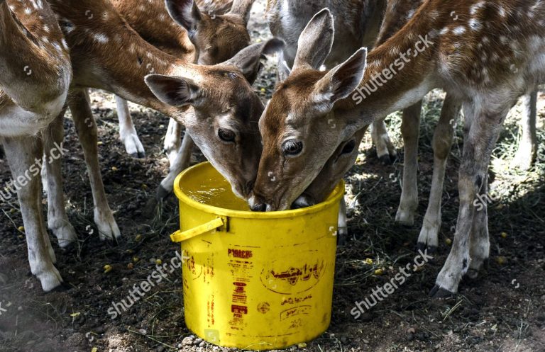 Will Deer Drink Water Out of a Bucket