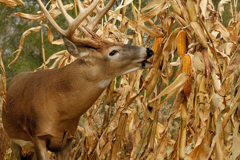 Will Deer Corn Grow If Planted