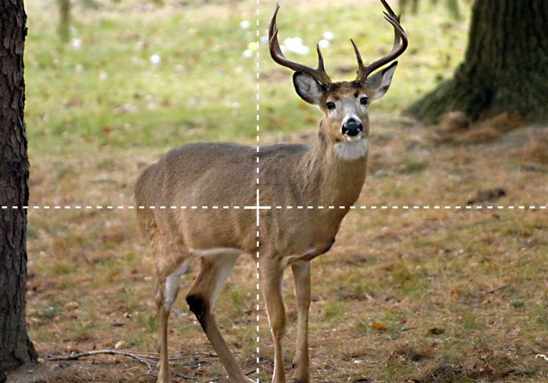 Will a Deer Die from a Shoulder Shot