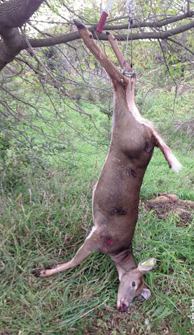 Hang Deer With Skin on Or off