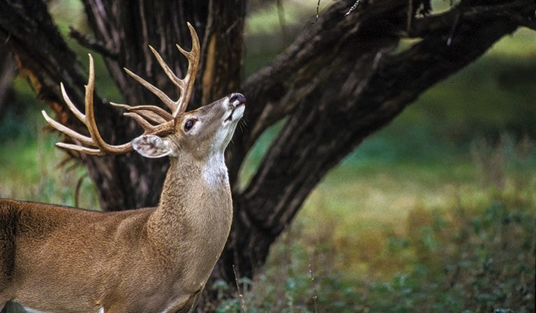 How Long Can Deer Smell Human Scent