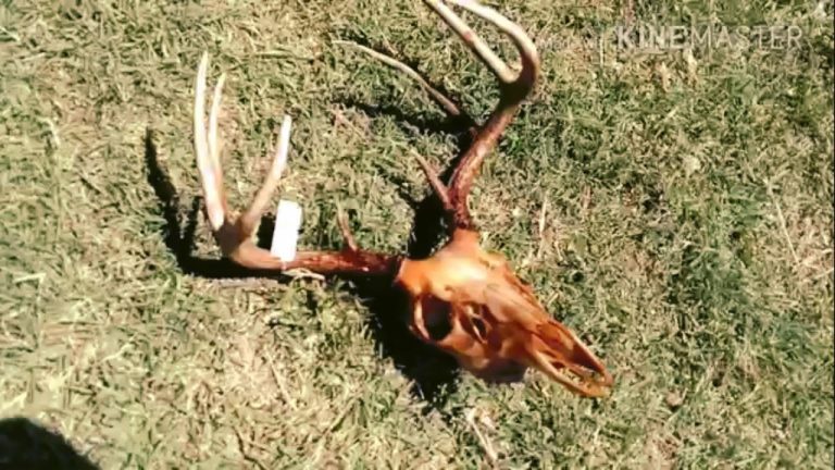 How Long to Bury a Deer Skull