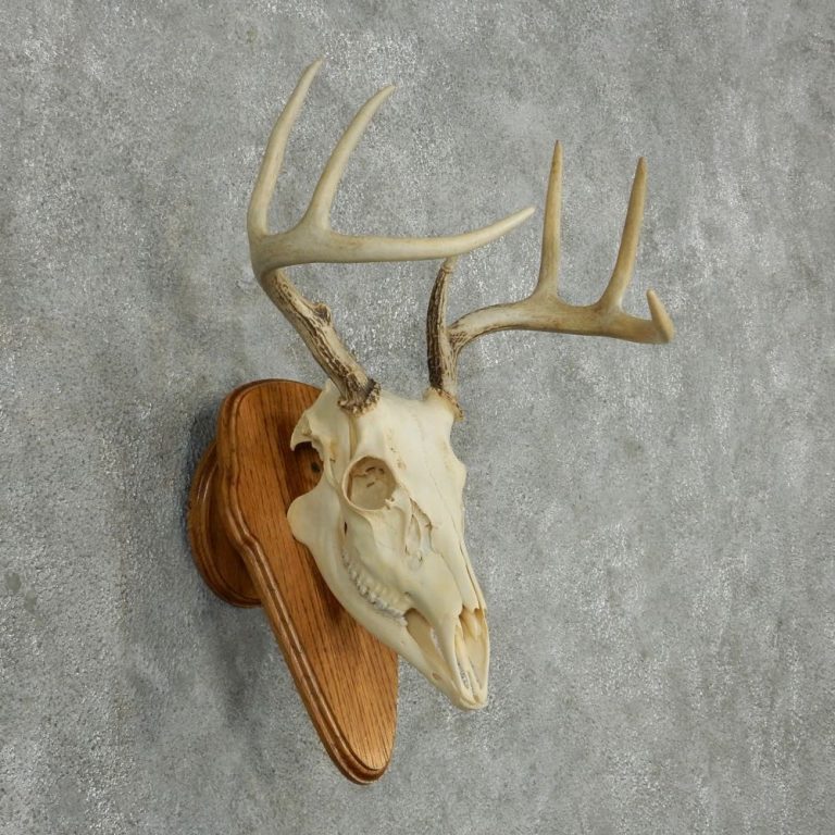 European Deer Mount With Lower Jaw