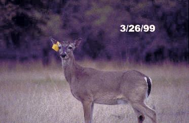 When Do Deer Shed Their Antlers in Texas