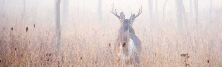 Do Deer Move in the Fog