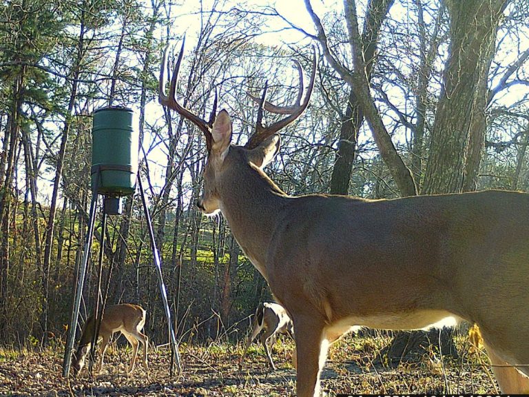 How Long before Sunrise Can You Shoot Deer