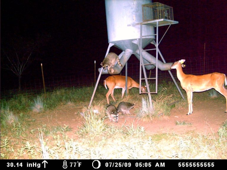 How to Get Rid of Raccoons at Deer Feeder