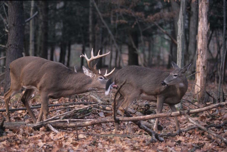 How Far Away Can Deer Smell Apples