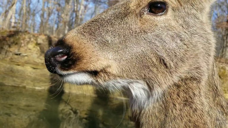 How to Tell If a Deer is Pregnant