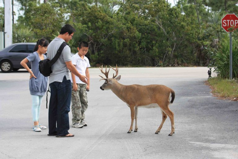 Why are Florida Deer So Small