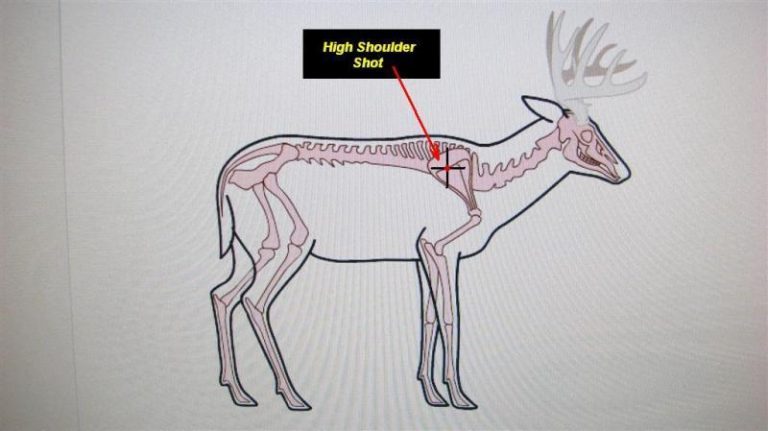 High Shoulder Shot on Whitetail Deer