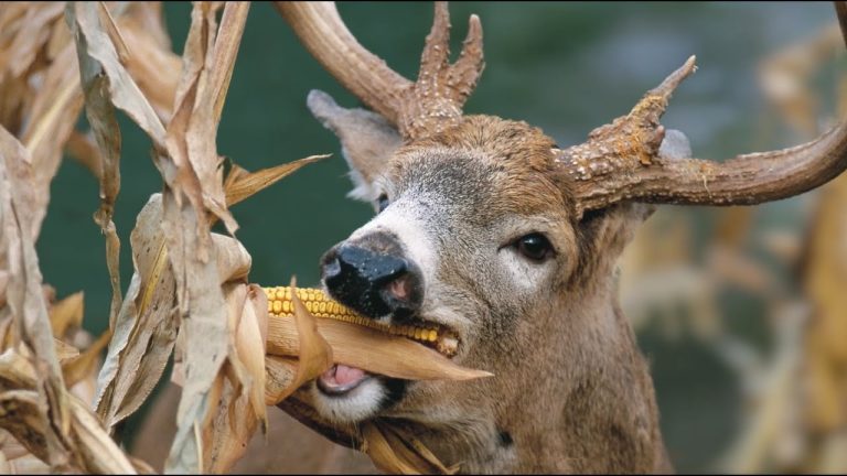 Do Deer Eat Corn on the Cob