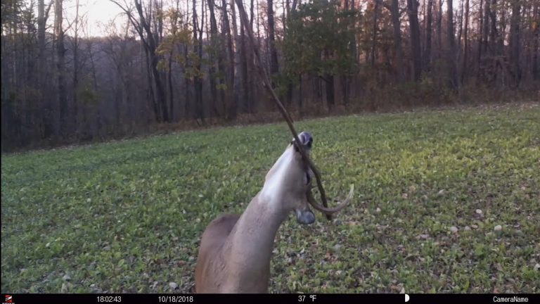 How to Make a Licking Stick for Deer Hunting