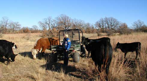 Do Deer And Cows Get along