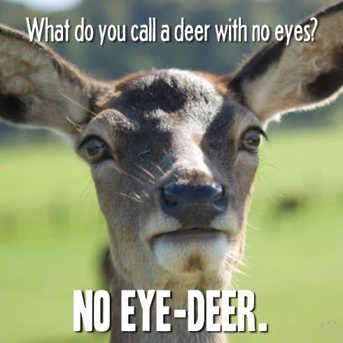 What Do You Call a Deer With No Eyes