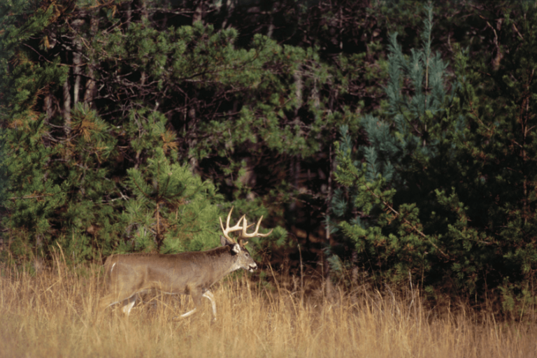 Will Deer Stay Away from Dead Deer