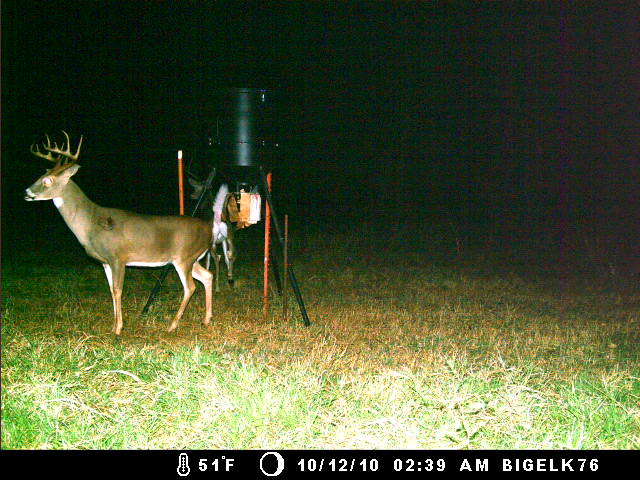 How Long Before Buzzards Find Dead Deer