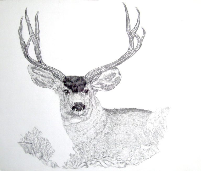 How to Draw a Mule Deer