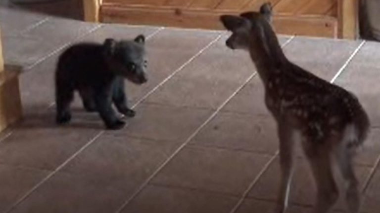 Do Bear And Deer Get along