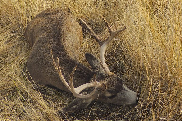 Where Do Mule Deer Bed Down