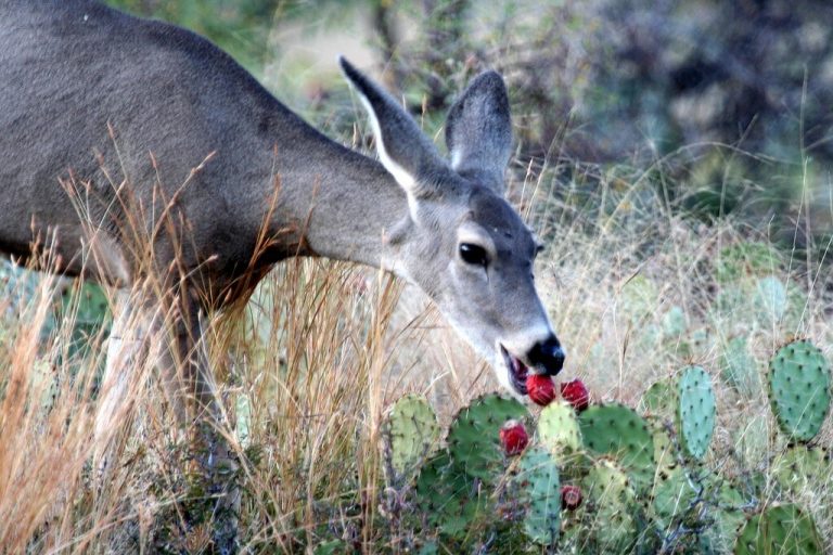 Do Deer Eat Prickly Pear Cactus