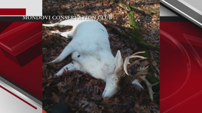 Can You Shoot an Albino Deer in Minnesota