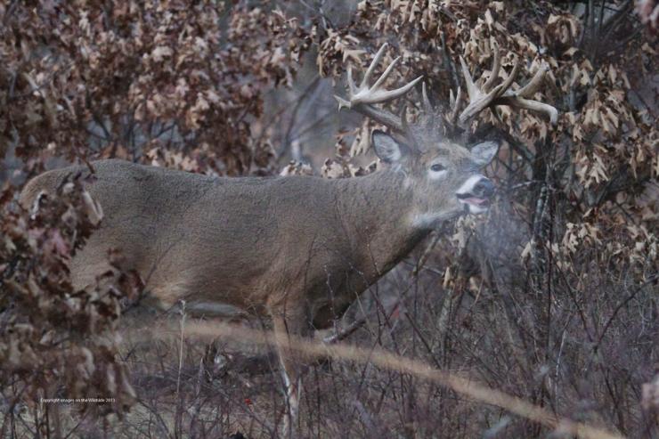 Can Deer Smell You in a Blind