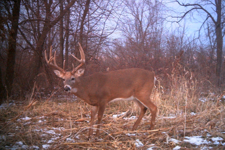 Hitting a Deer High With an Arrow