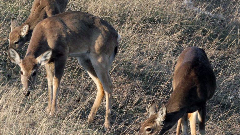 Why is My Deer Backstrap Tough