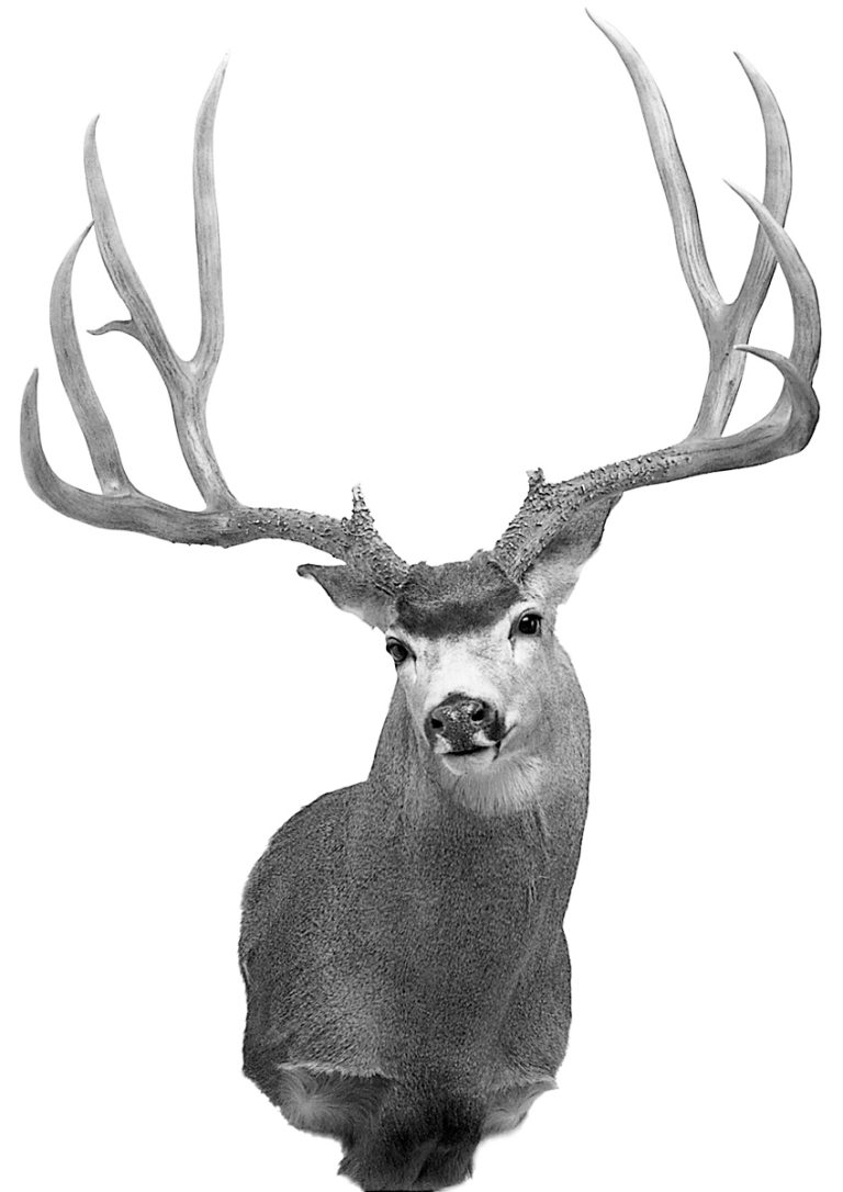 Boone And Crockett Mule Deer Minimum