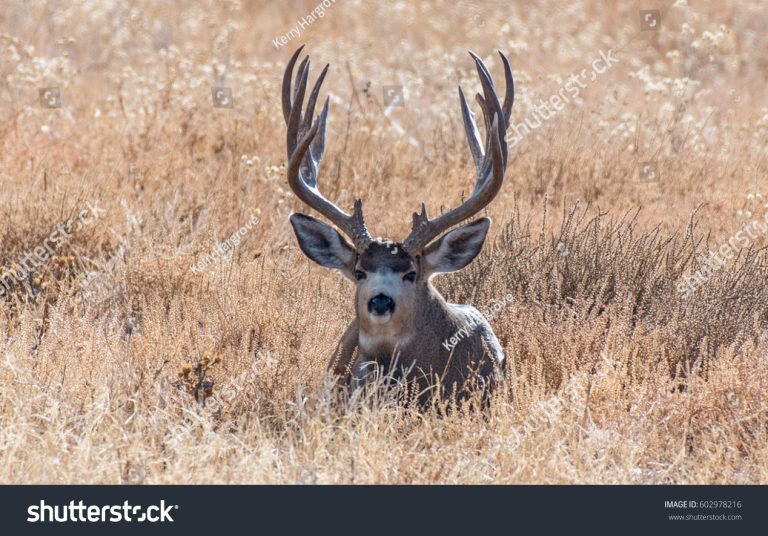 Legal Mule Deer Buck in Colorado