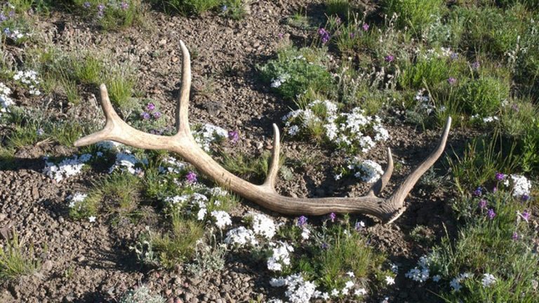 When Do Deer Shed Their Antlers in Washington