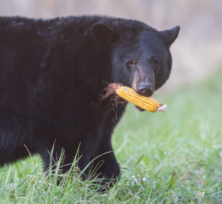 Do Black Bears Eat Deer Corn