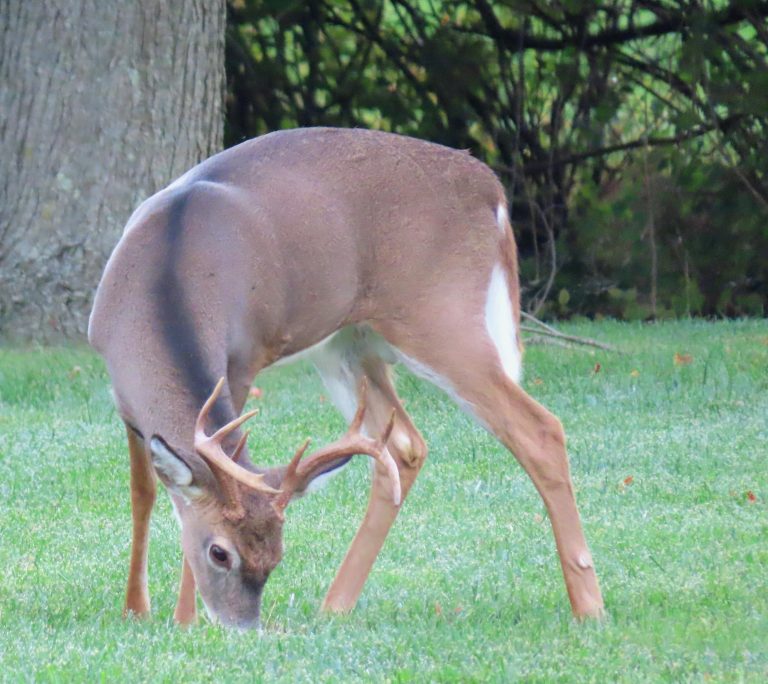 Whitetail Deer With Black Stripe on Back