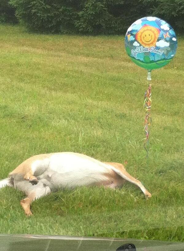 Deer With Get Well Soon Balloon