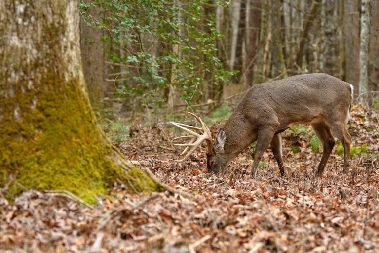 Do Deer Like Live Oak Acorns