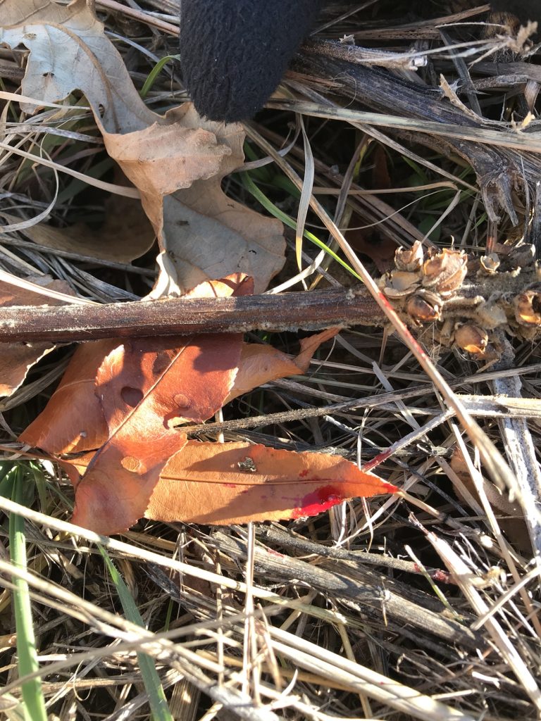 Arrow Stuck in Deer No Blood