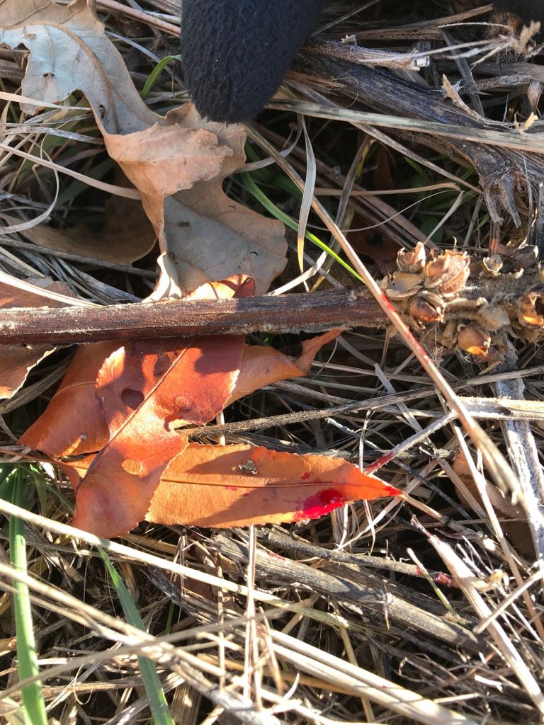 Arrow Stuck in Deer Little Blood