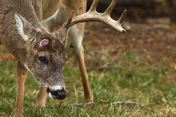 When Do Deer Shed Their Antlers in Virginia