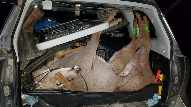 How to Transport a Deer Without a Truck