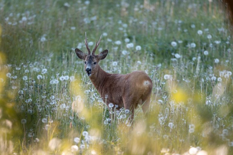 How Many Fps to Kill a Deer