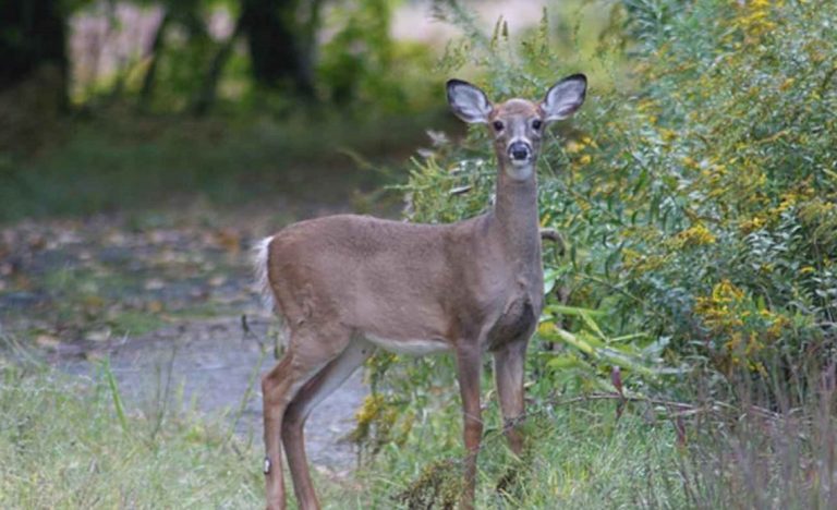 How to Mix Vanilla Extract for Deer