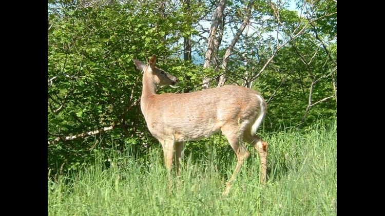 Can I Use a Muzzleloader During Shotgun Season in Iowa