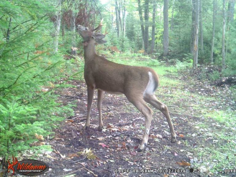 How to Make a Deer Licking Branch