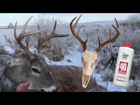 What Do You Use to Whiten a Deer Skull