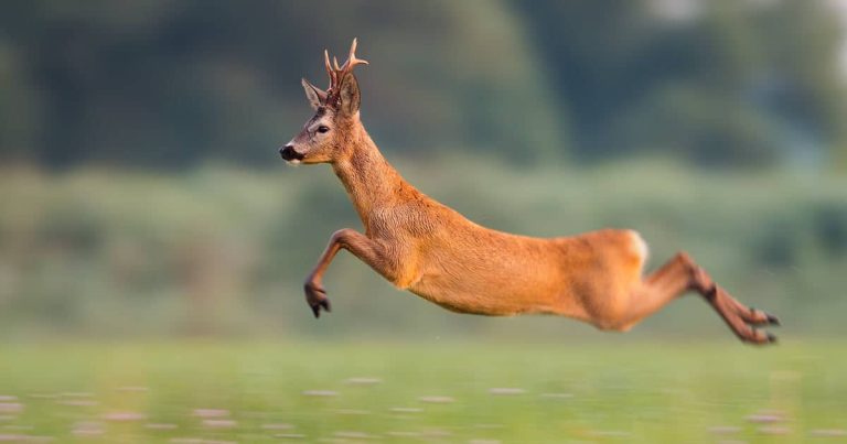 How Fast Can a Whitetail Deer Run