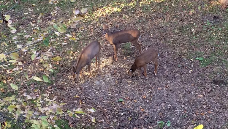 How Long Does It Take Deer to Find Bait