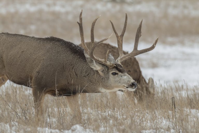 When Do Mule Deer Rut in Montana