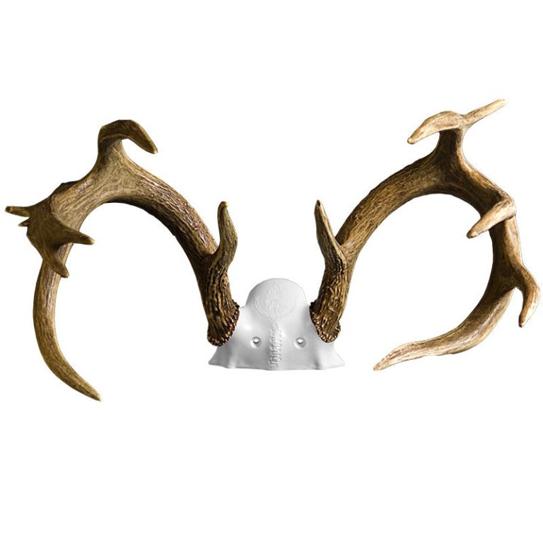 How to Remove Dried Hide from Deer Skull