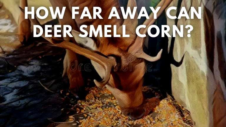 How Far Can a Deer Smell Corn